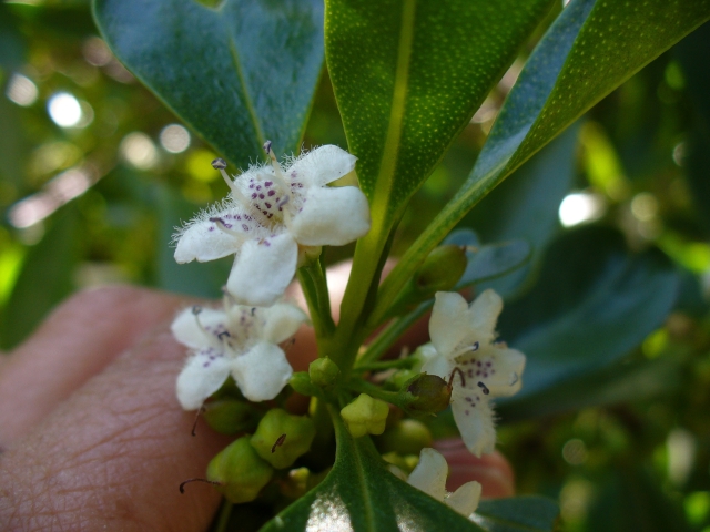 Myoporum insulare (Scrophulariaceae) - Argentina e Palestina